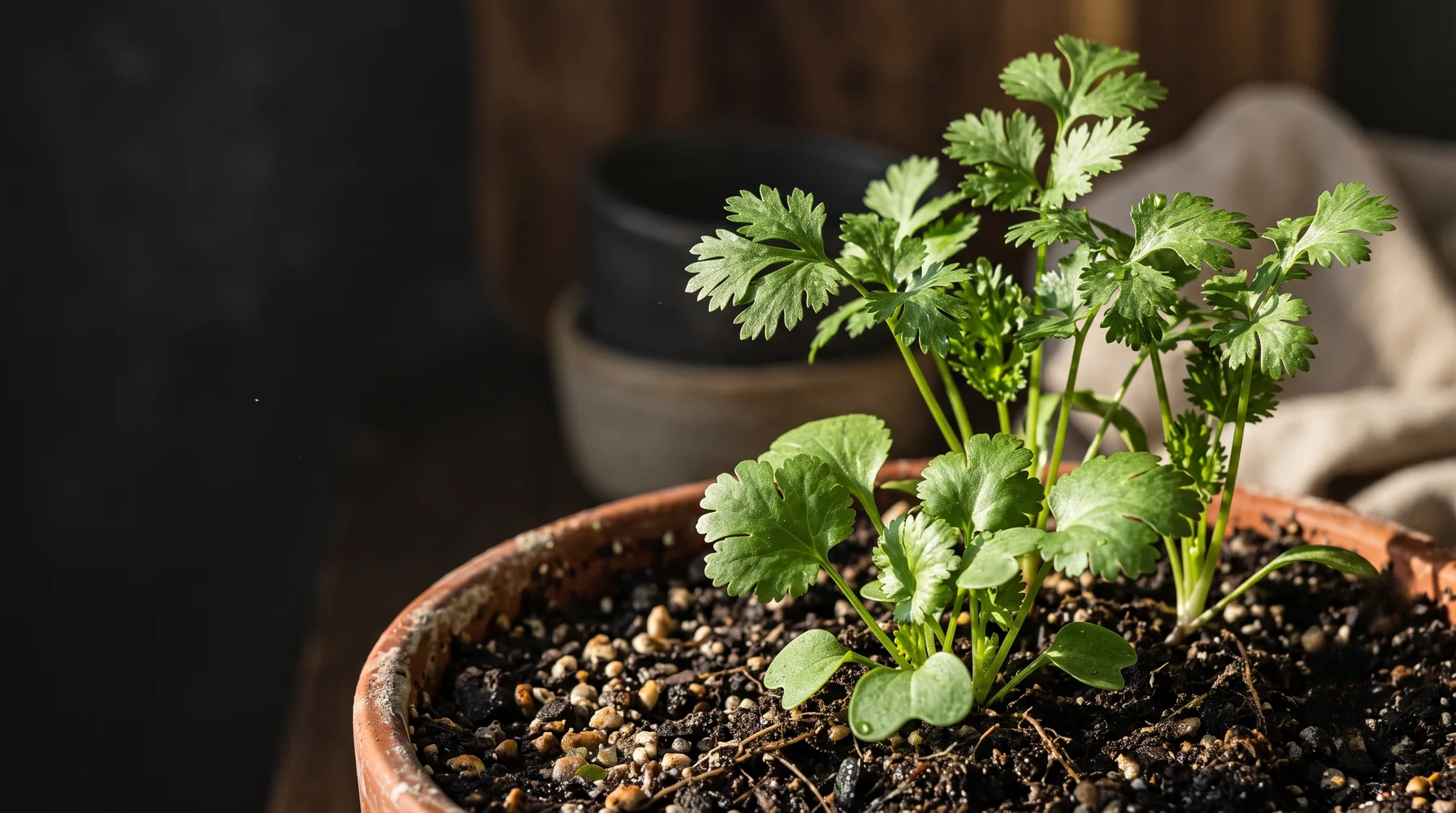 Young cilantro plants with broad flat lower leaves